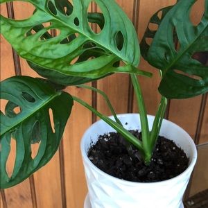 Meet your Posher, Jenny